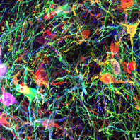 Behavioural Neuroscience Lund University Andreas Heuer BNL optogenetics chen-genetics dopamine transplant